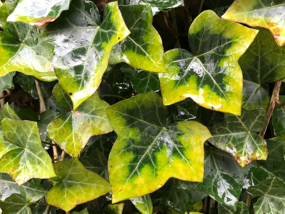 Na een bui regen... - Planten - 