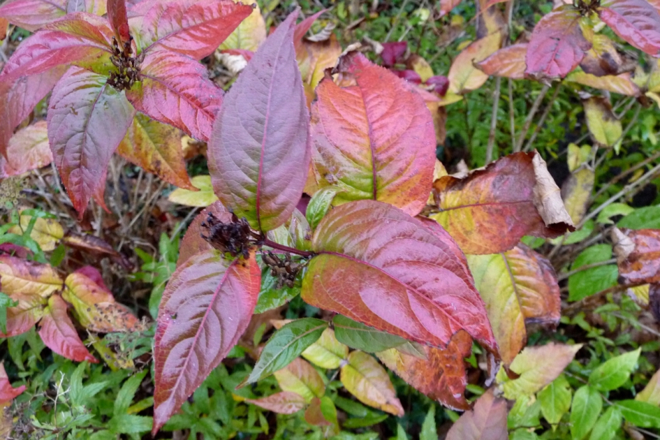 Nat blad - Planten - 