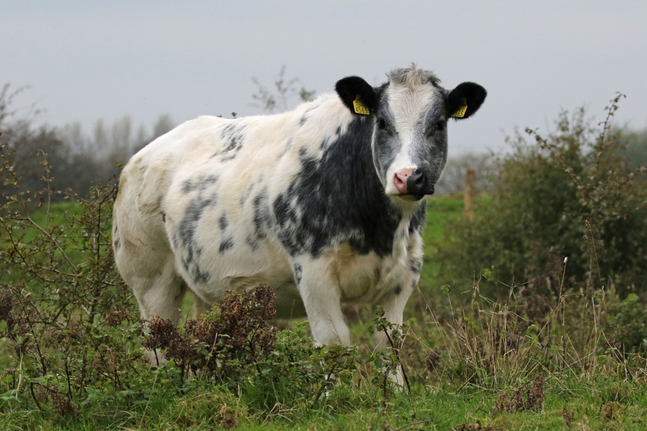 Neusje voor de vla-flip - Zoogdieren - 