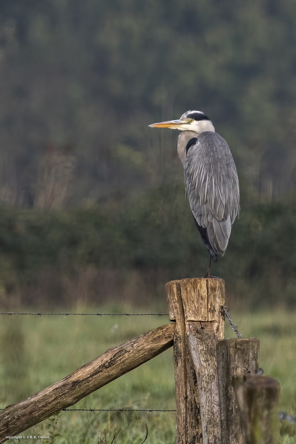 Niet voor...... - Vogels - Blauwe reiger