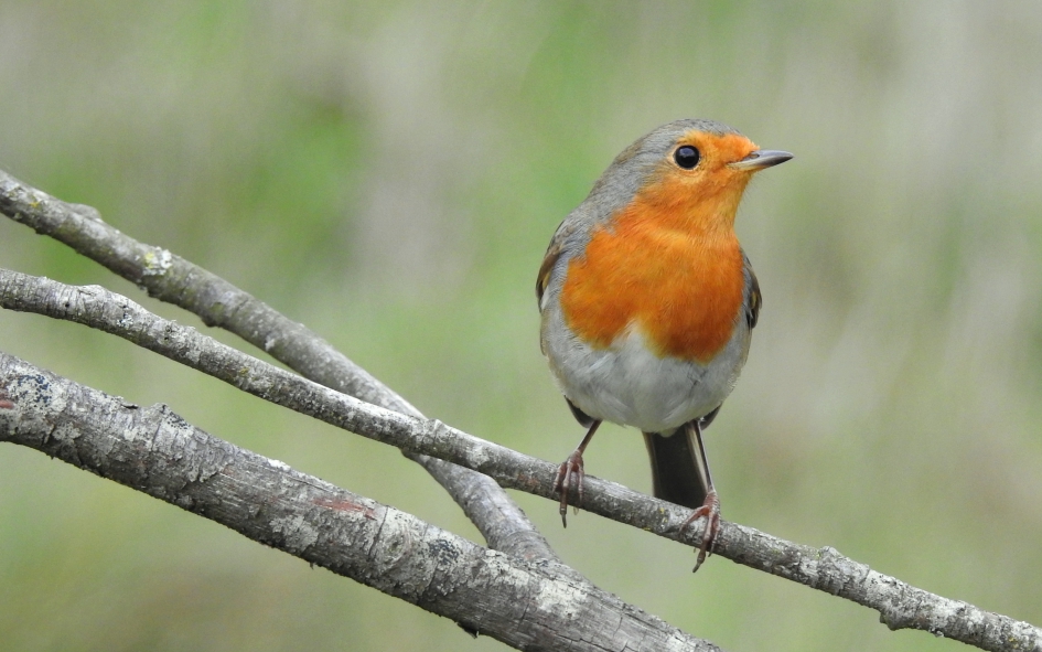 Nieuwsgierig - Vogels - Roodborst