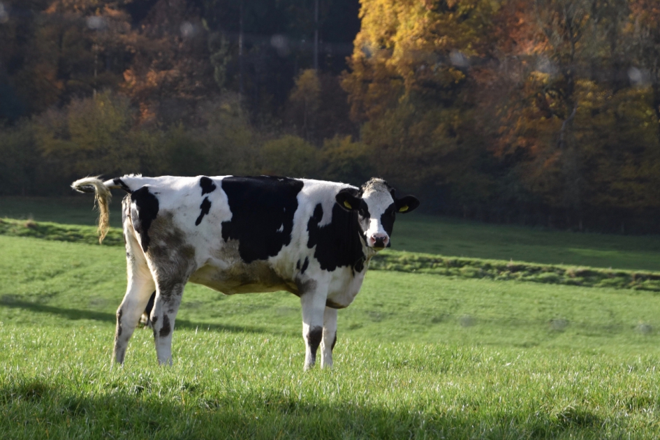 Nieuwsgierige koe - Zoogdieren - 