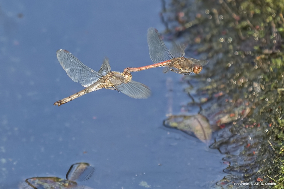 Nog even 1 - Geleedpotigen - Bruinrode heidelibel