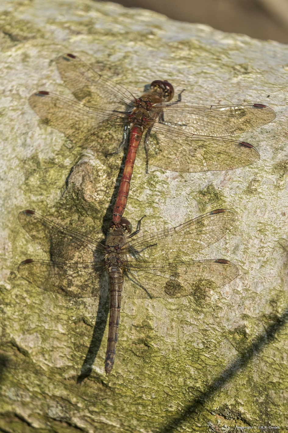Nog even 2 - Geleedpotigen - Bruinrode heidelibel