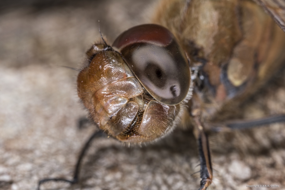 Nog even 3 - Geleedpotigen - Bruinrode heidelibel