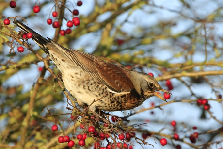 Nog even smullen ...