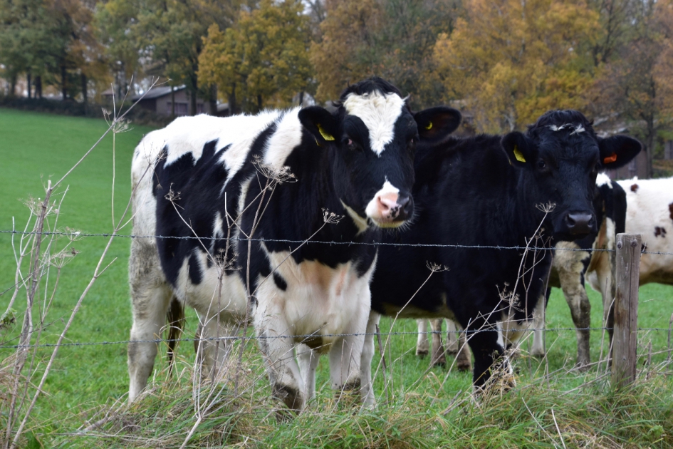 Nog koeien in het land - Zoogdieren - 