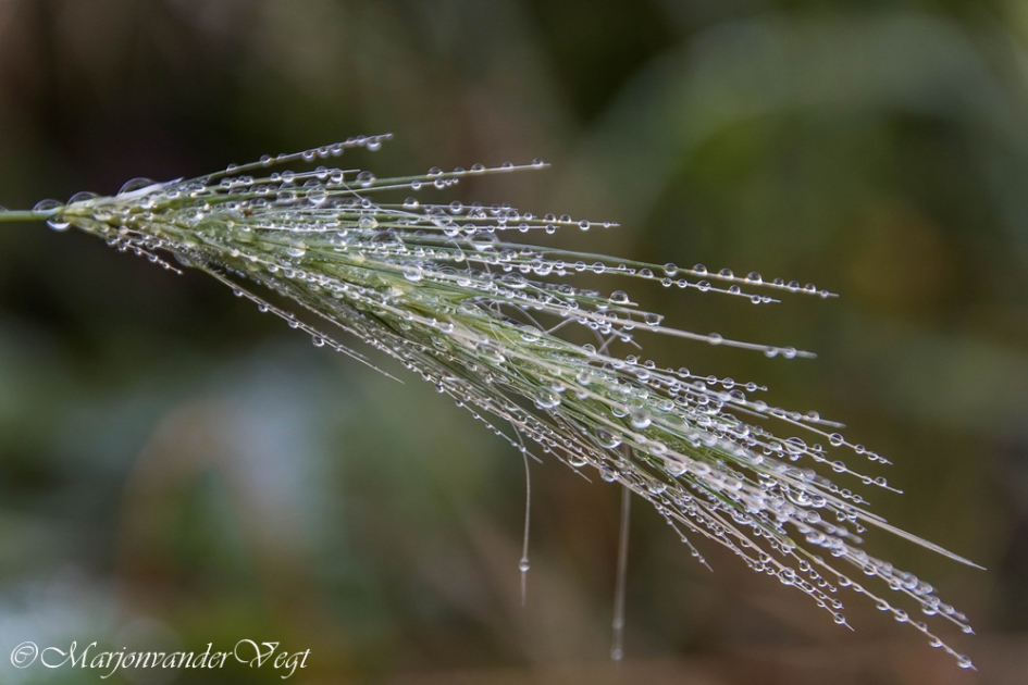 Ochtend tranen - Planten - pluim