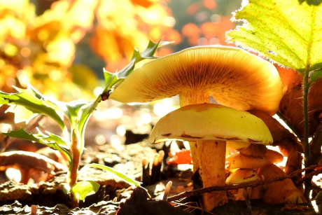 Oh wonderschone herfst