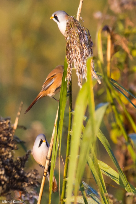 Oktober Baardmannen maand Telpost Dordtse Biesbosch