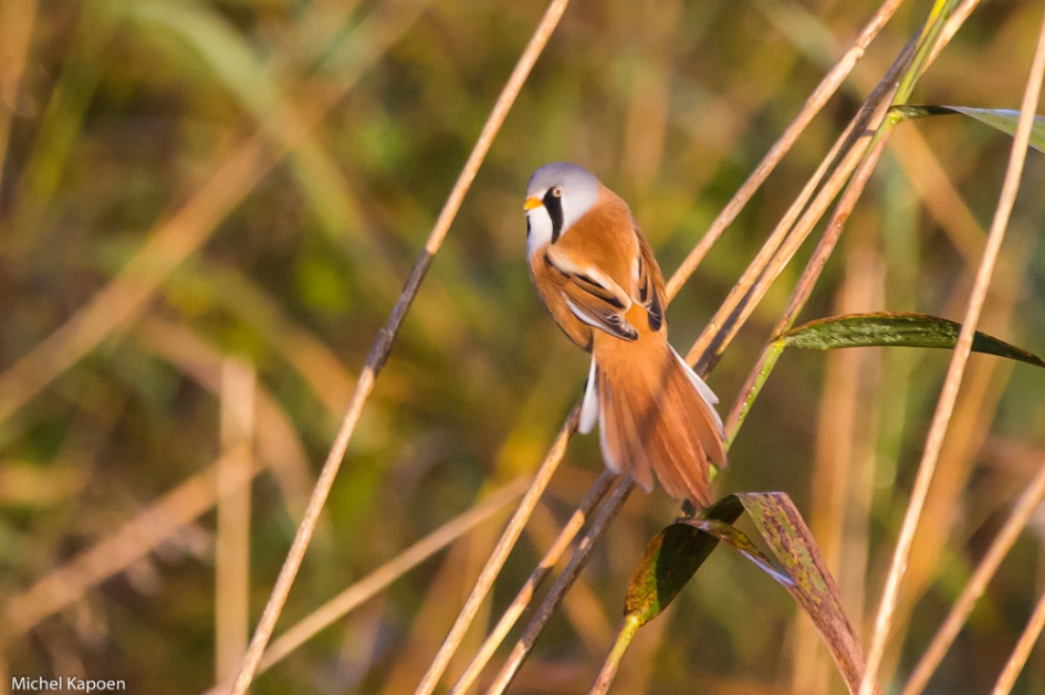 Oktober baardmannenmaand rondom Telpost Dordtse Biesbosch - Vogels - Baardman