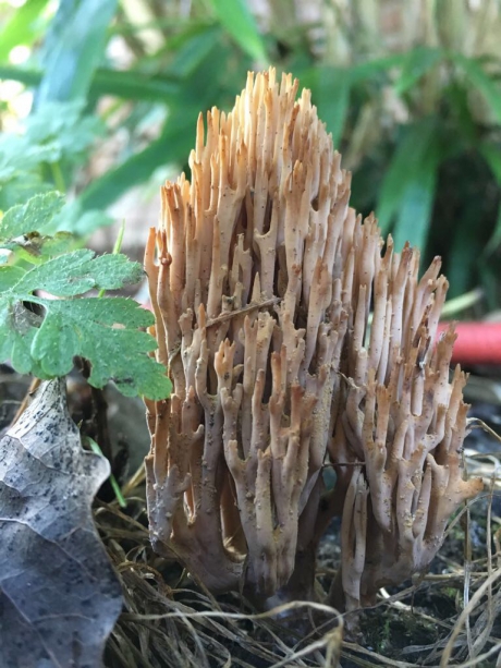 Onbekende paddenstoel