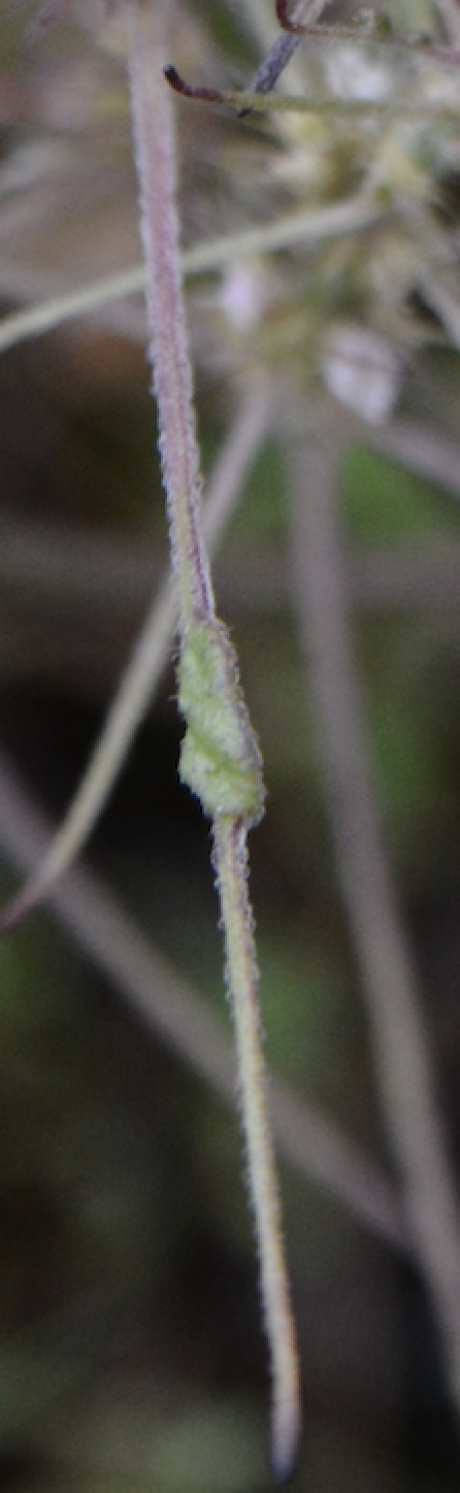 Onbekende plant uit de Gement te Den Bosch