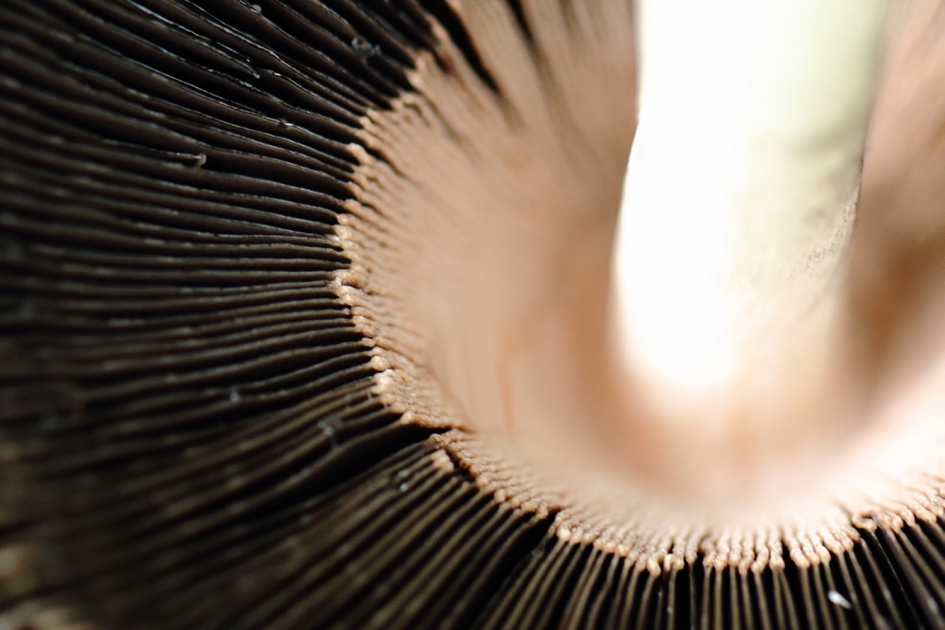 onderkant - Schimmels - 