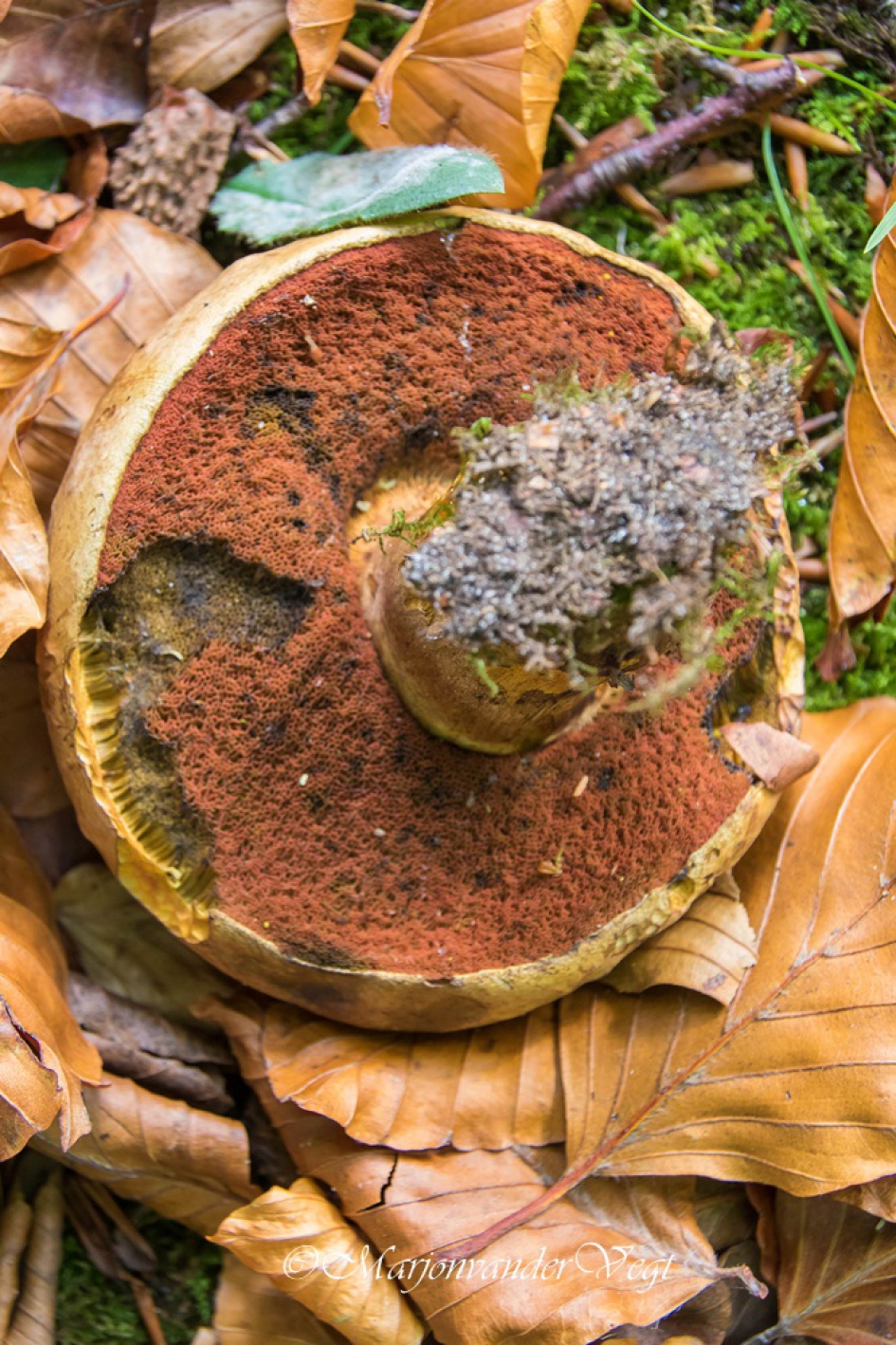 Onderste boven - Schimmels - geen id