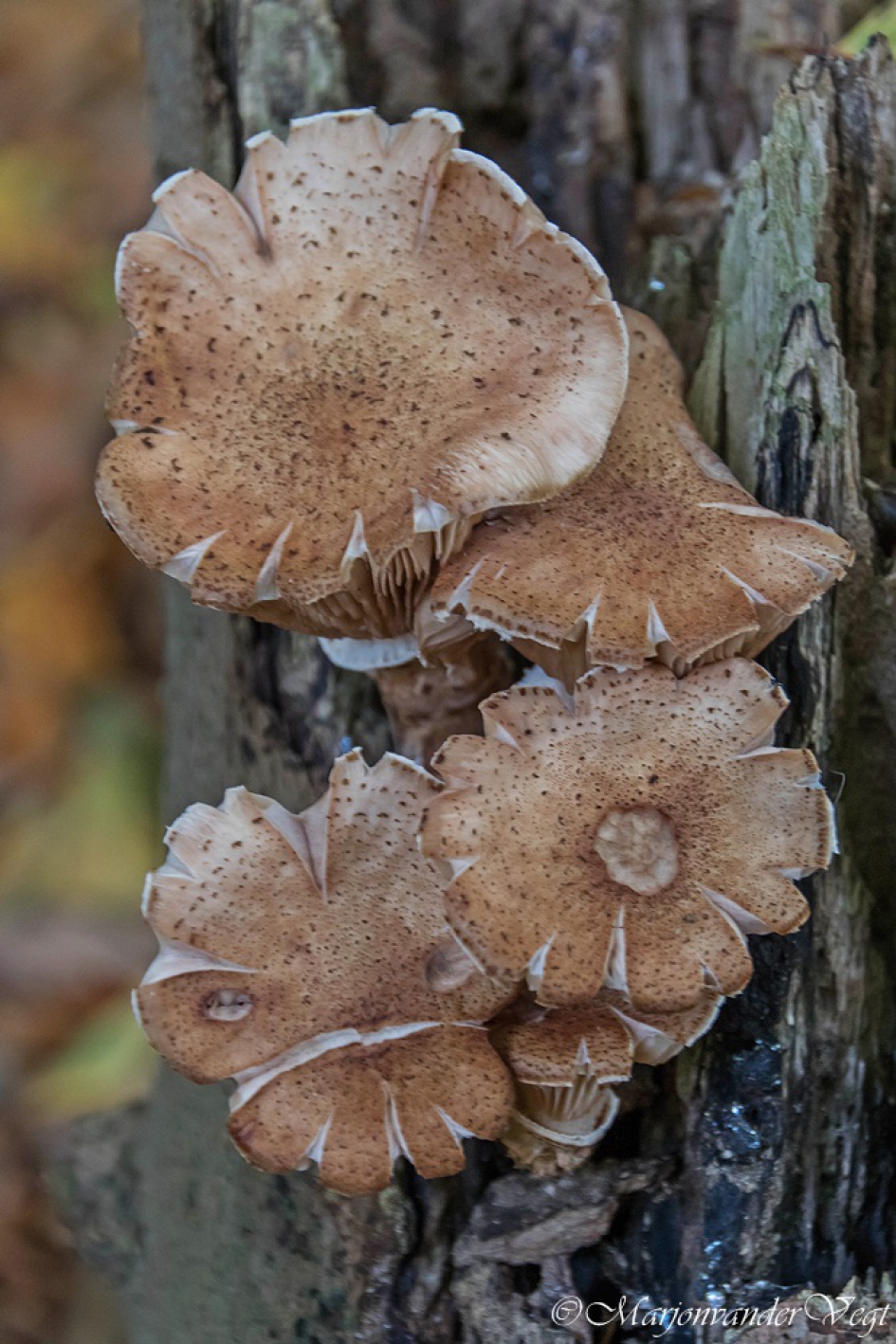 Ontsproten - Schimmels - honingzwammen