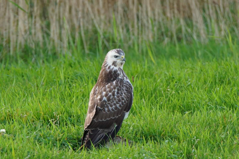 Op de molshoop - Vogels - Buizerd