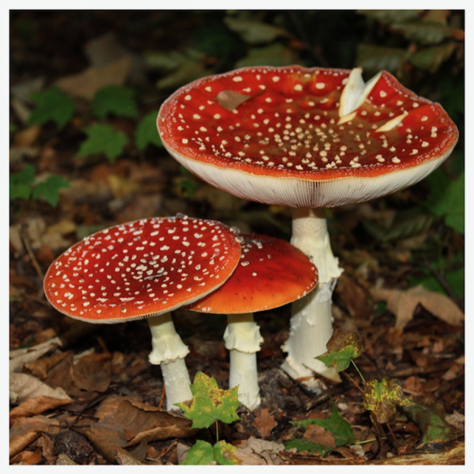 Op een grote paddestoel.... - Schimmels - 