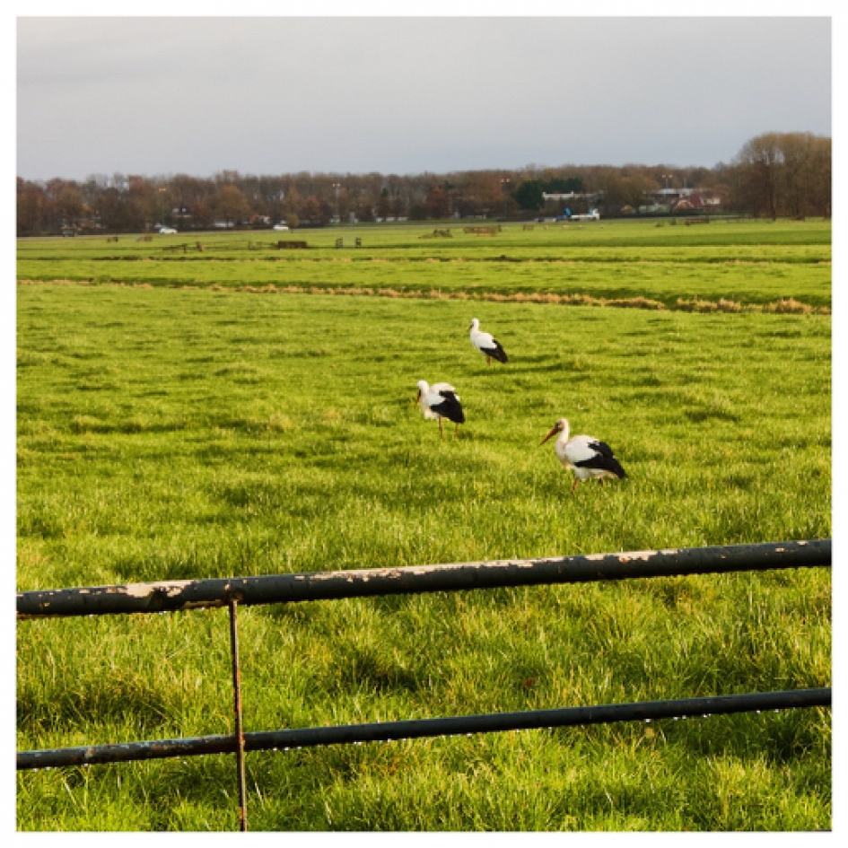 Op kikker jacht... - Vogels - Ooievaar