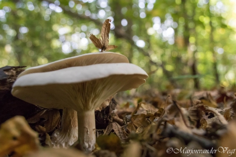 Op zijn hoed draagt hij 'n pluim