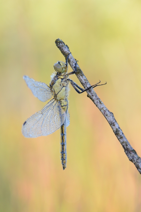 Orthetrum cancellatum