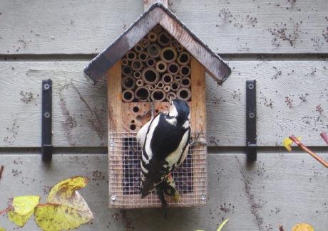 Overval op insectenhotel