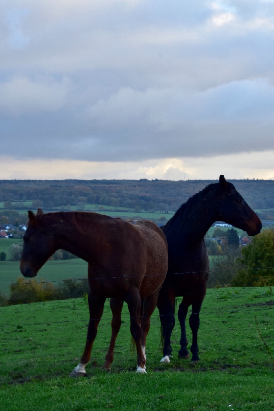 Paarden - Zoogdieren - 