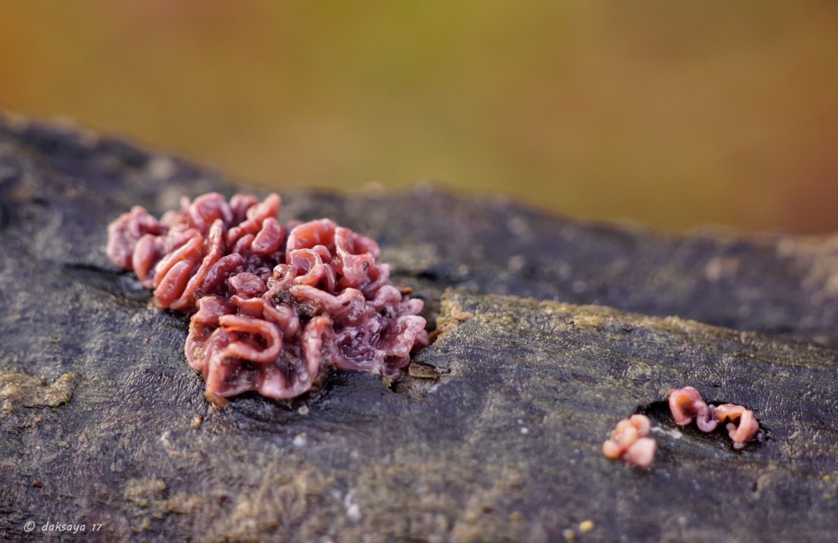 Paarse knoopzwam - Schimmels - 