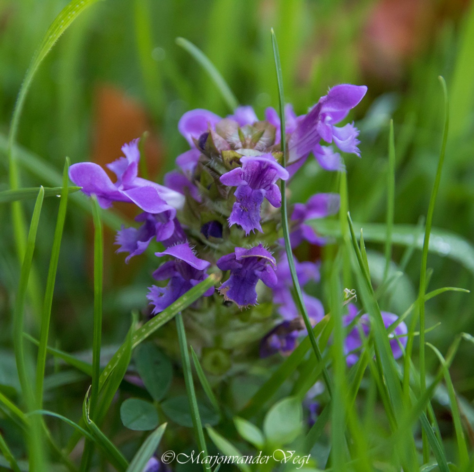 Paarse schone - Planten - Gewone brunel