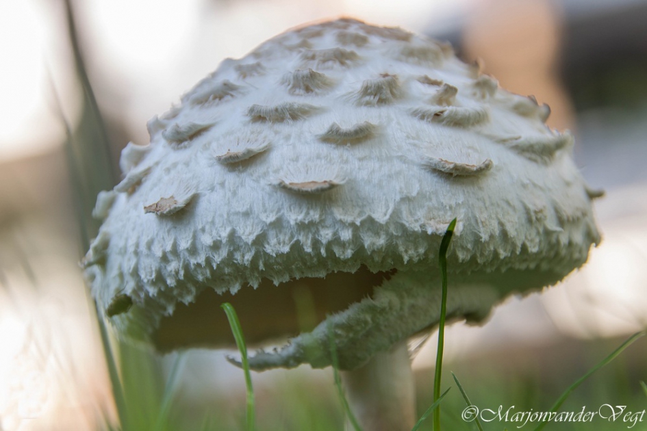 Pac-man - Schimmels - Geschudbe parasolzwam