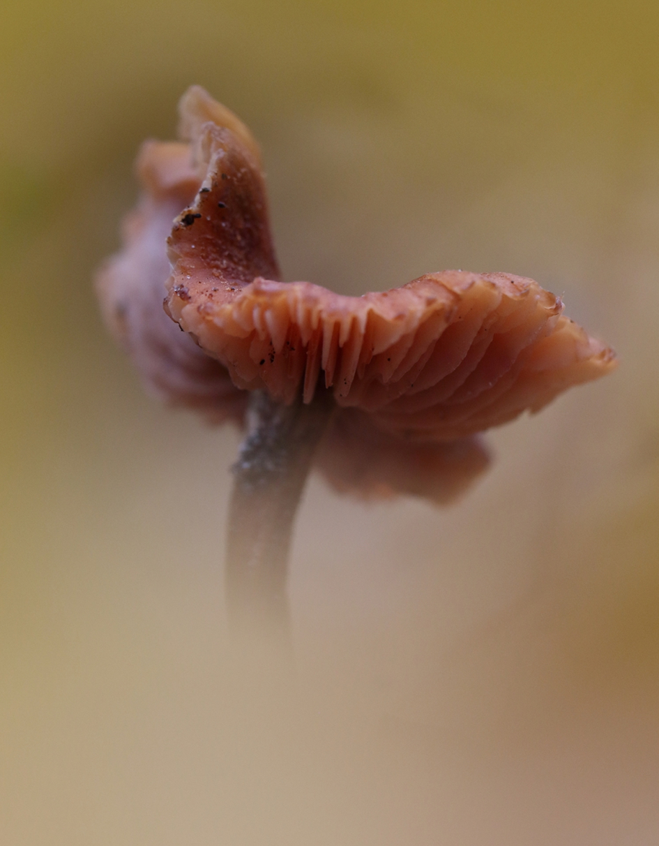 paddenstoel - Schimmels - 