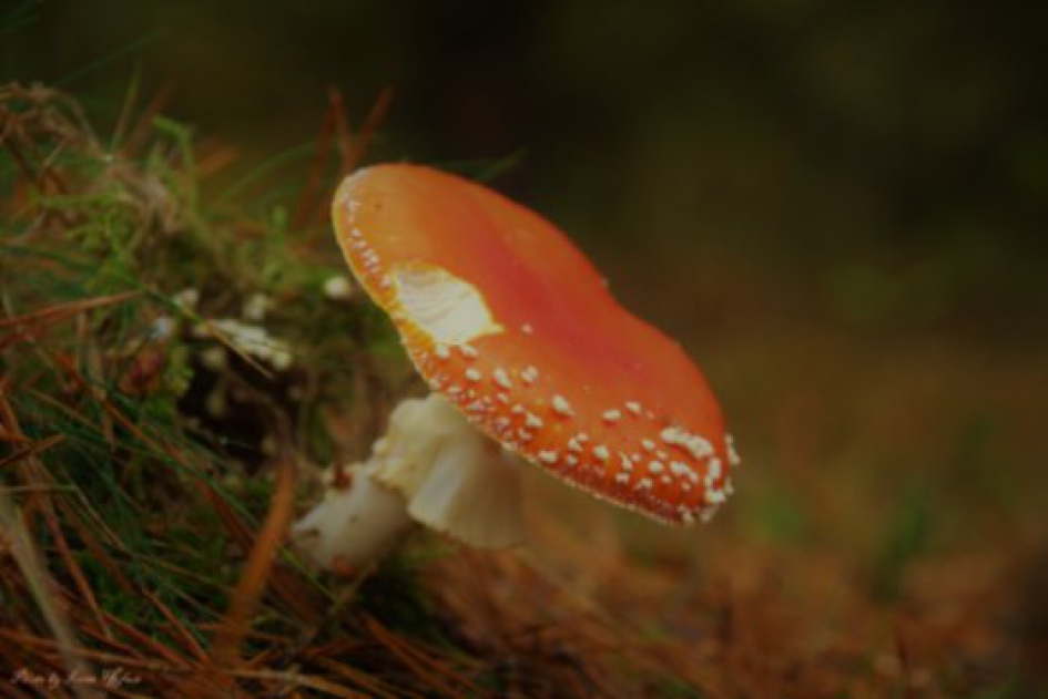 paddenstoel - Schimmels - paddenstoel