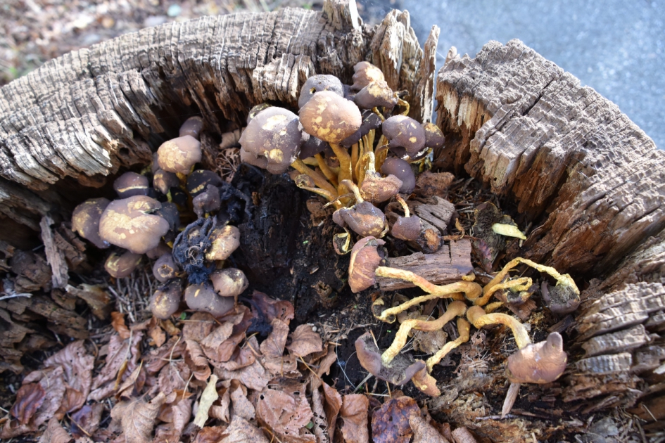 Paddenstoelen in een boomstronk - Schimmels - 