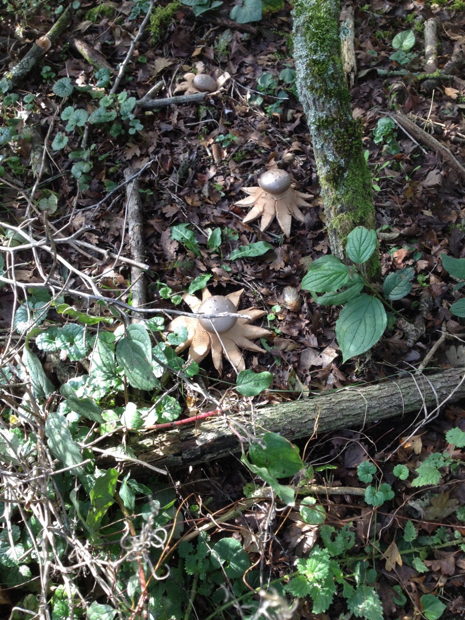 Paddestoelen in Meijendel - Schimmels - ?