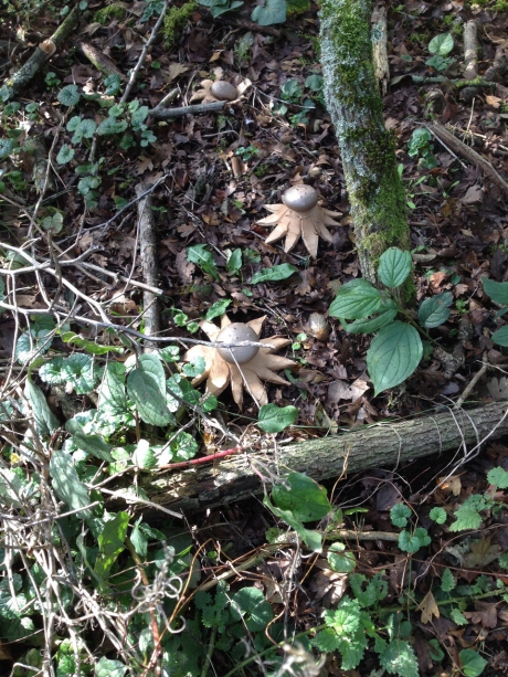 Paddestoelen in Meijendel