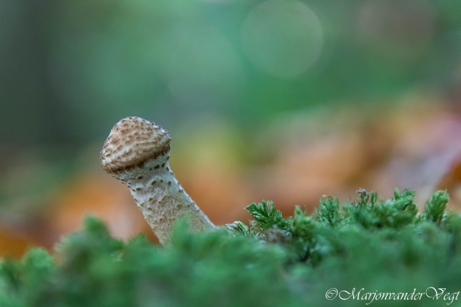 Paddo - Schimmels - onbekend