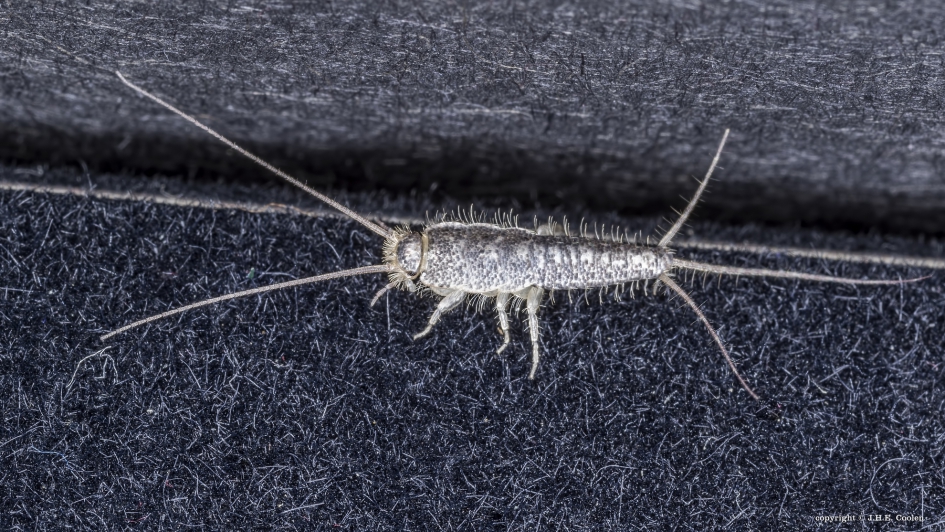 Papiervisje - Geleedpotigen - Papiervisje