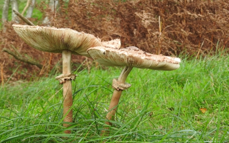 Parasolletjes zonder zon