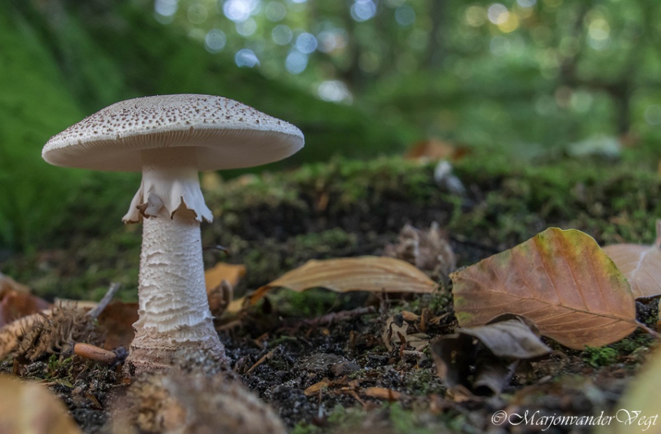 Parelamaniet - Schimmels - Parelamaniet