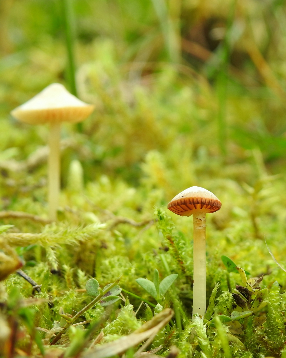 Piepklein - Schimmels - 