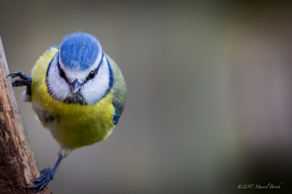 Pimpelmees - Vogels - Pimpelmees
