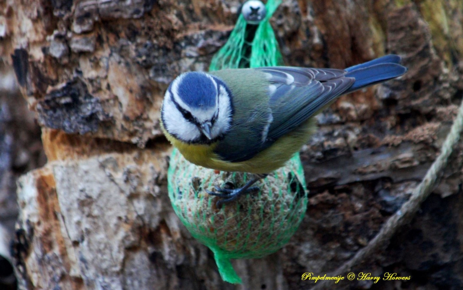 Pimpelmeesje - Vogels - Pimpelmeesje