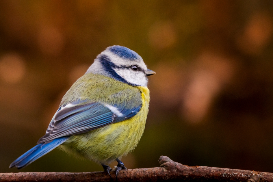Pimpelmeesje - Vogels - Pimpelmees