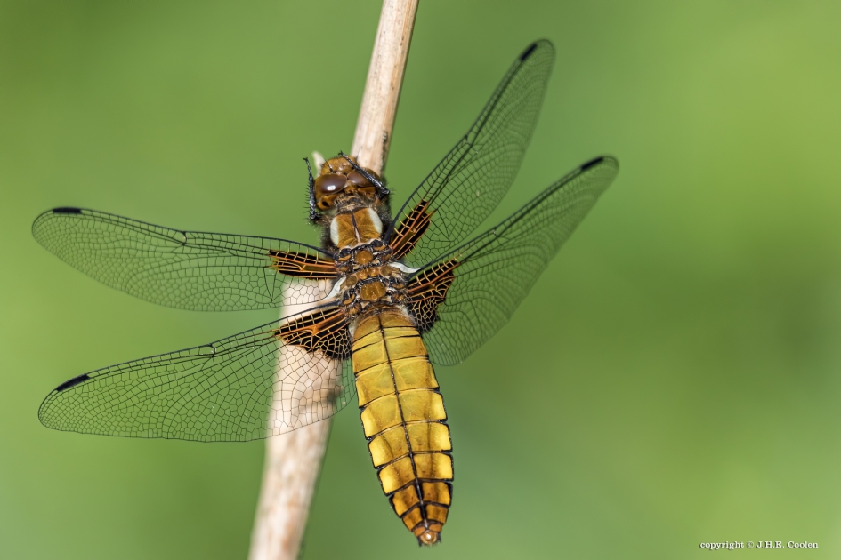 Platbuik - Geleedpotigen - Platbuik