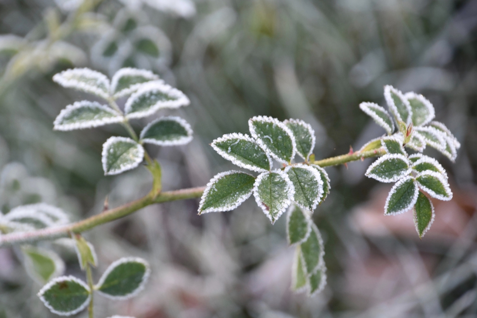 Poedersuiker - Planten - 