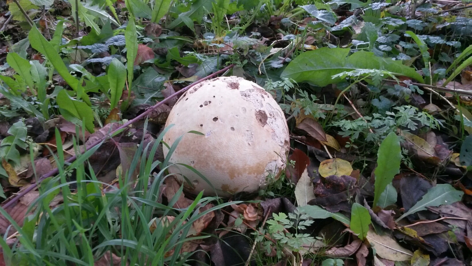 Pompoenvormige paddenstoel - Schimmels - ?
