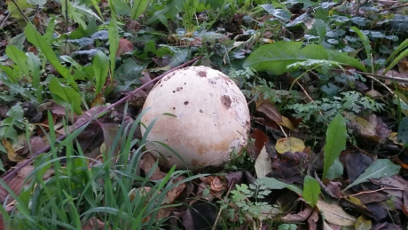 Pompoenvormige paddenstoel