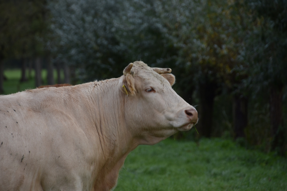 Portret - Zoogdieren - 