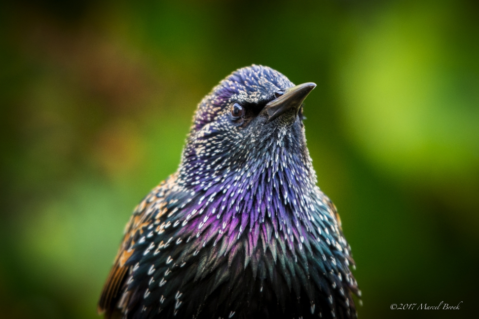 Portret van de Spreeuw - Vogels - Spreeuw