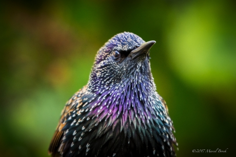 Portret van de Spreeuw